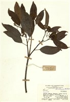 藏品(梭羅樹屬)的圖片
